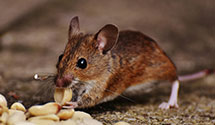 24 Hour & Emergency Exterminators in Gowrie, IA